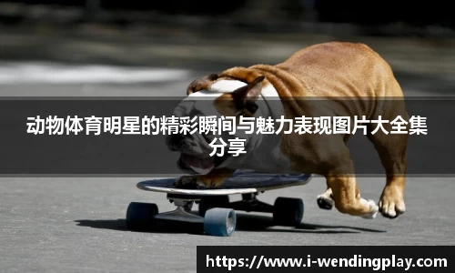 动物体育明星的精彩瞬间与魅力表现图片大全集分享